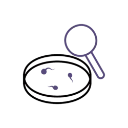 Sperm Analysis & Testing